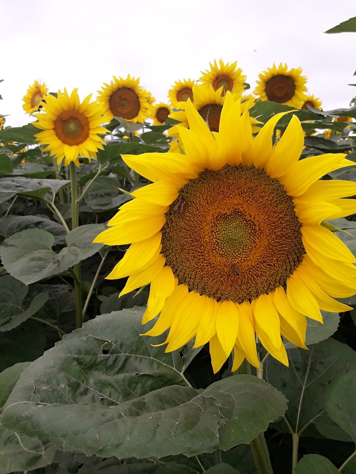 Sunflower