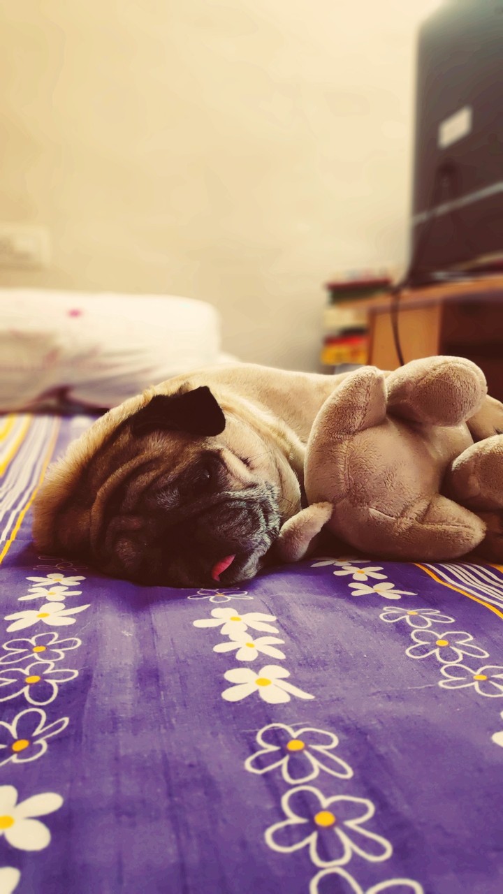 Innocent Pug Puppy