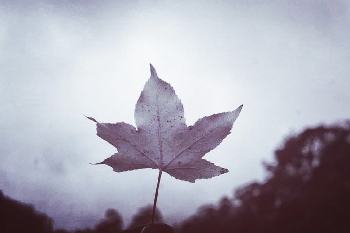 fall for it