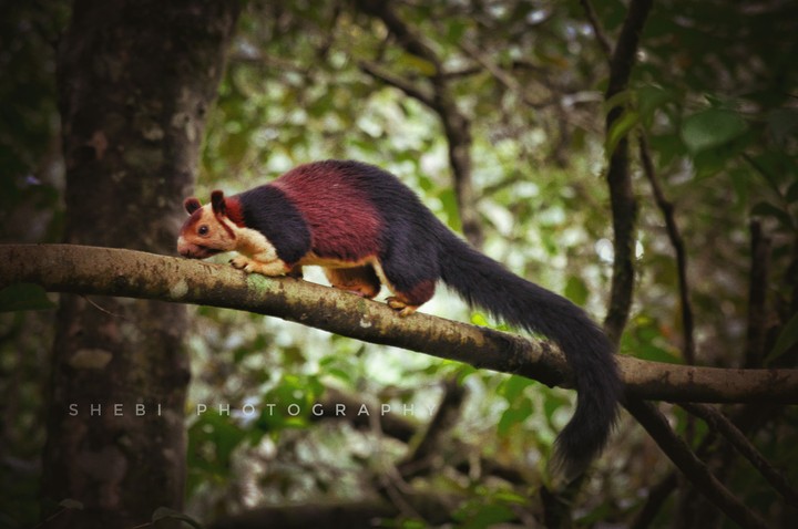 Malabar Giant Squirrel