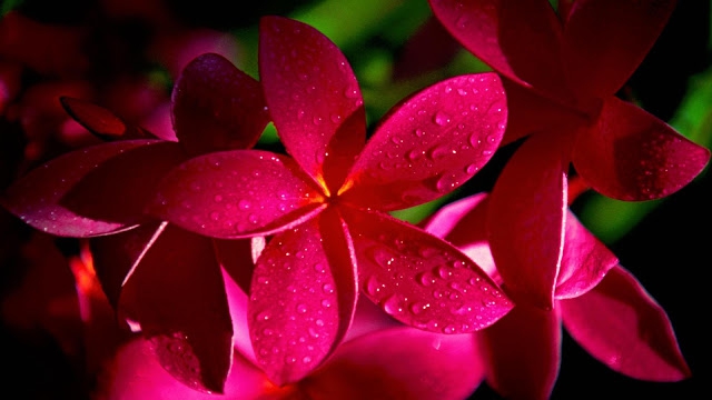 Blume