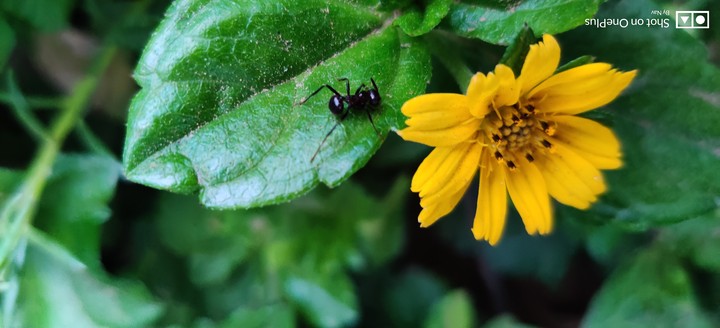 flower