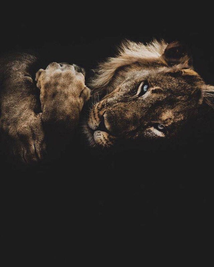 Lion