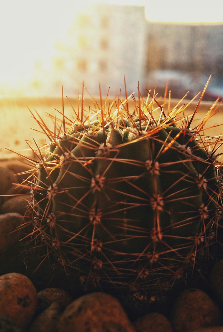sun and cactus
