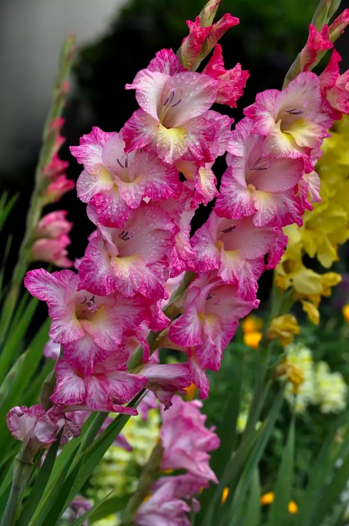 gladiolus