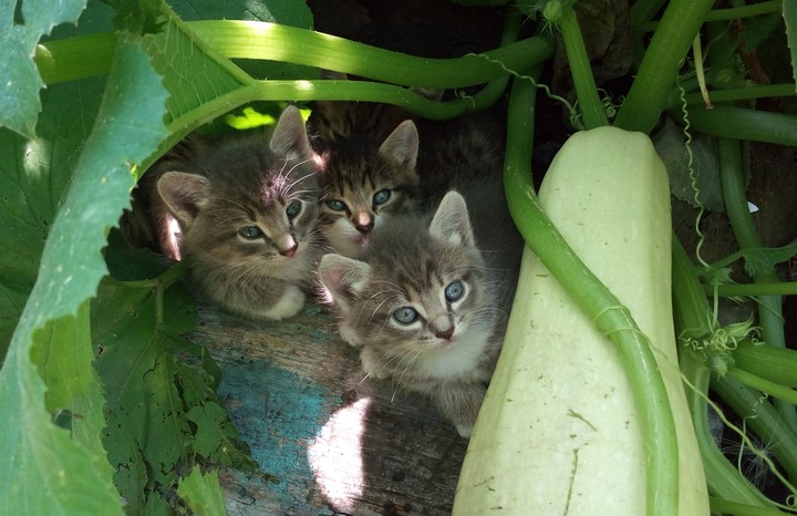 котята спрятались