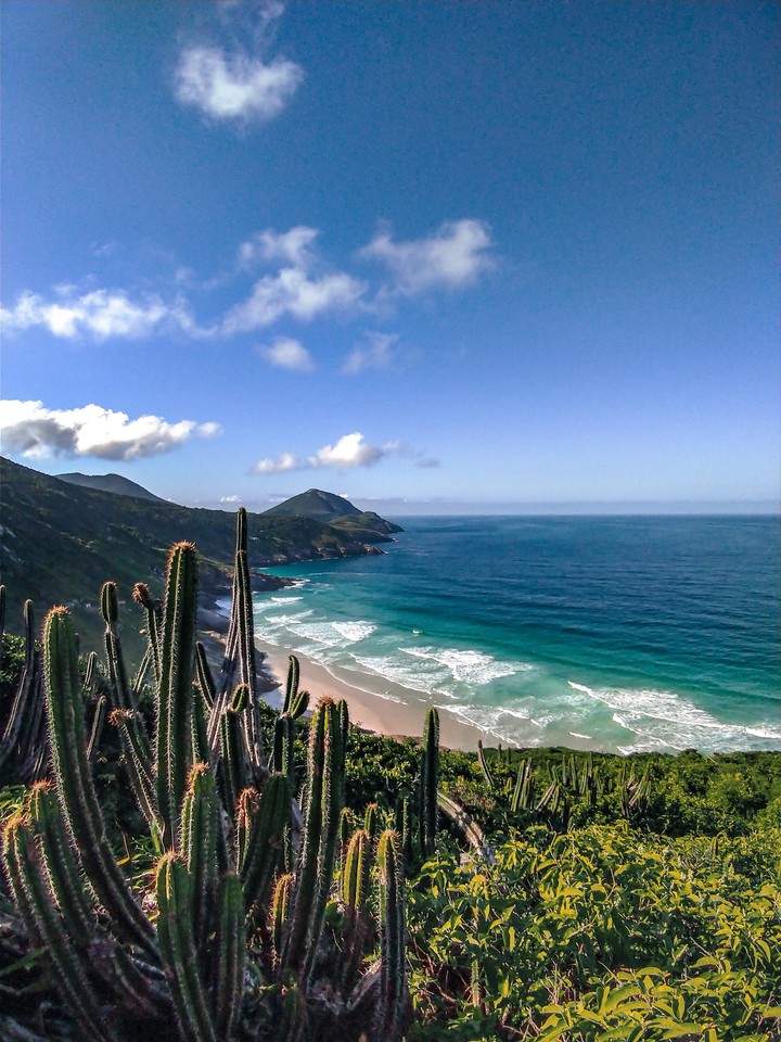 cactos