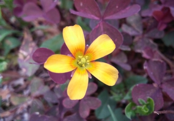 yellow flower