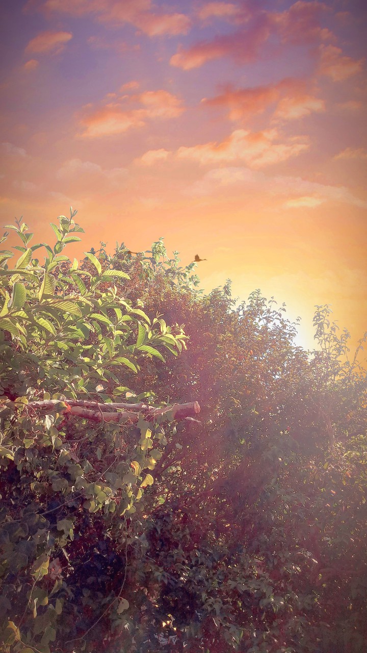sunset