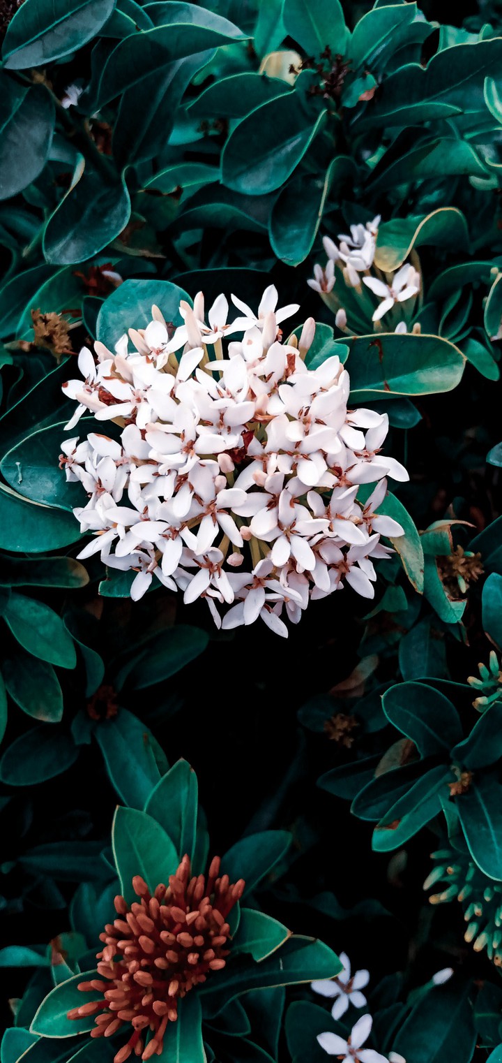 flower