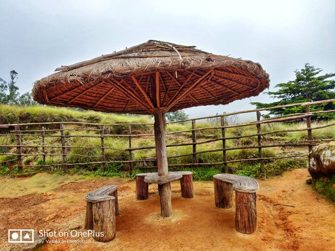 munnar forest