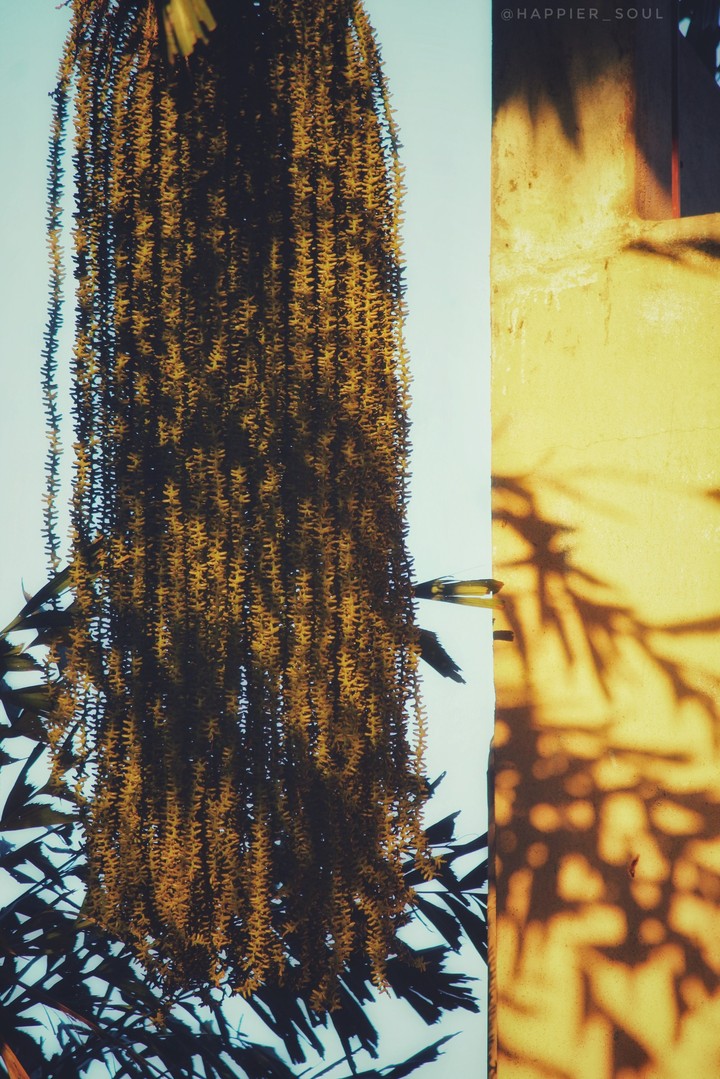 palm fruits