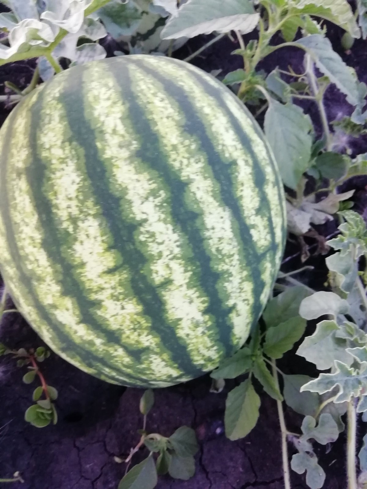 watermelon
