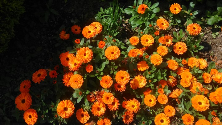 orange flowers