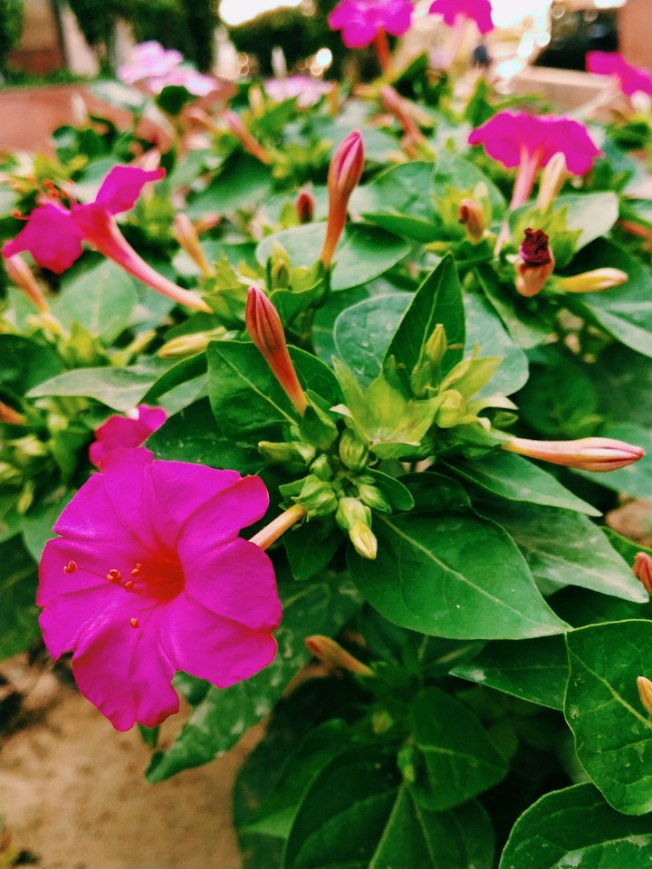 Pink Flower Beauty
