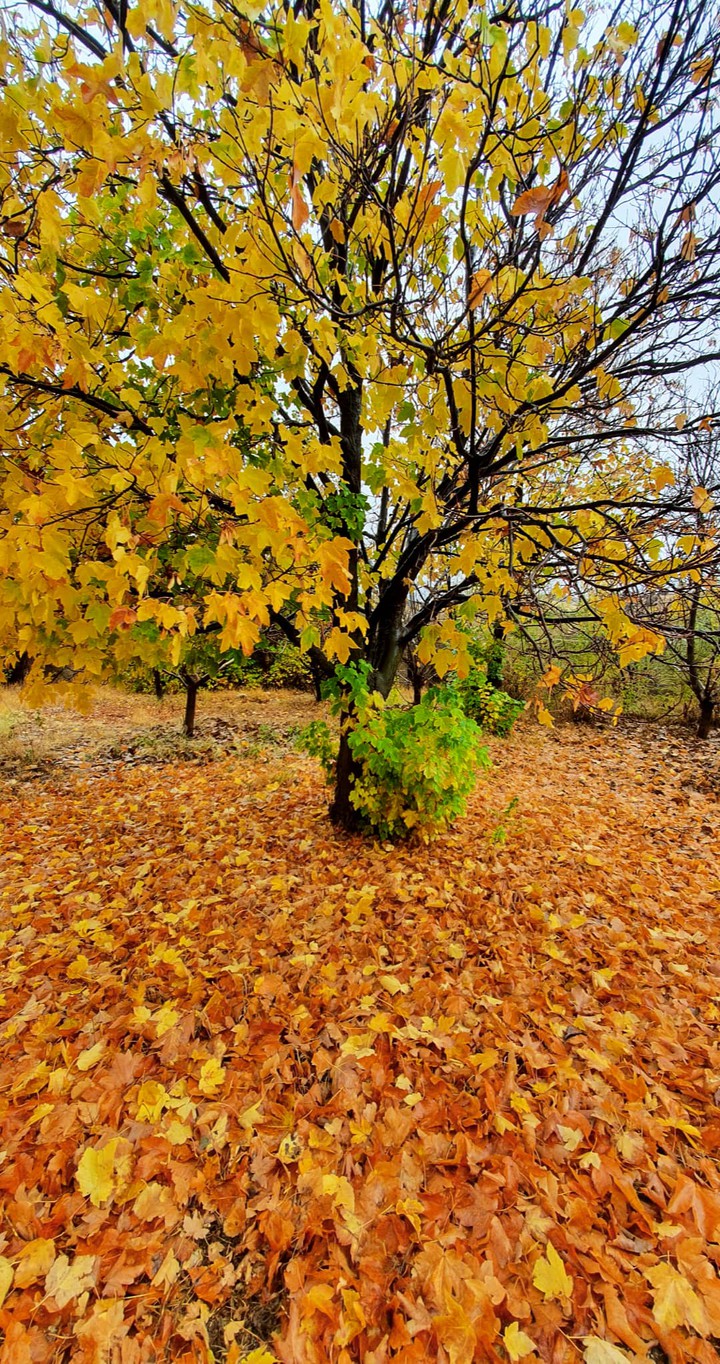 autumn