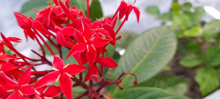 Red Flower