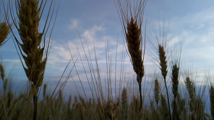 wheat3