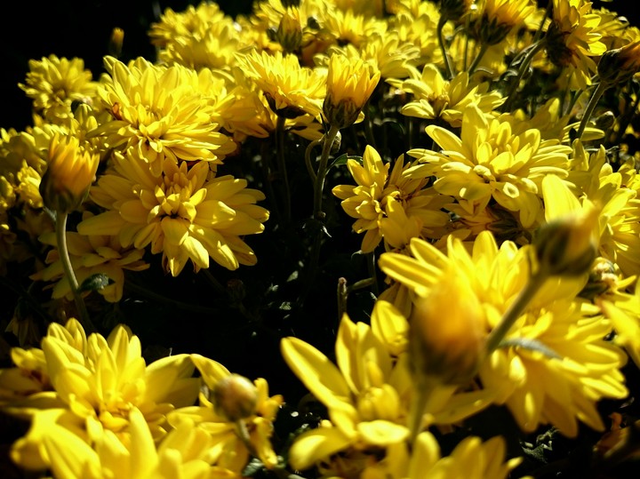 flowers