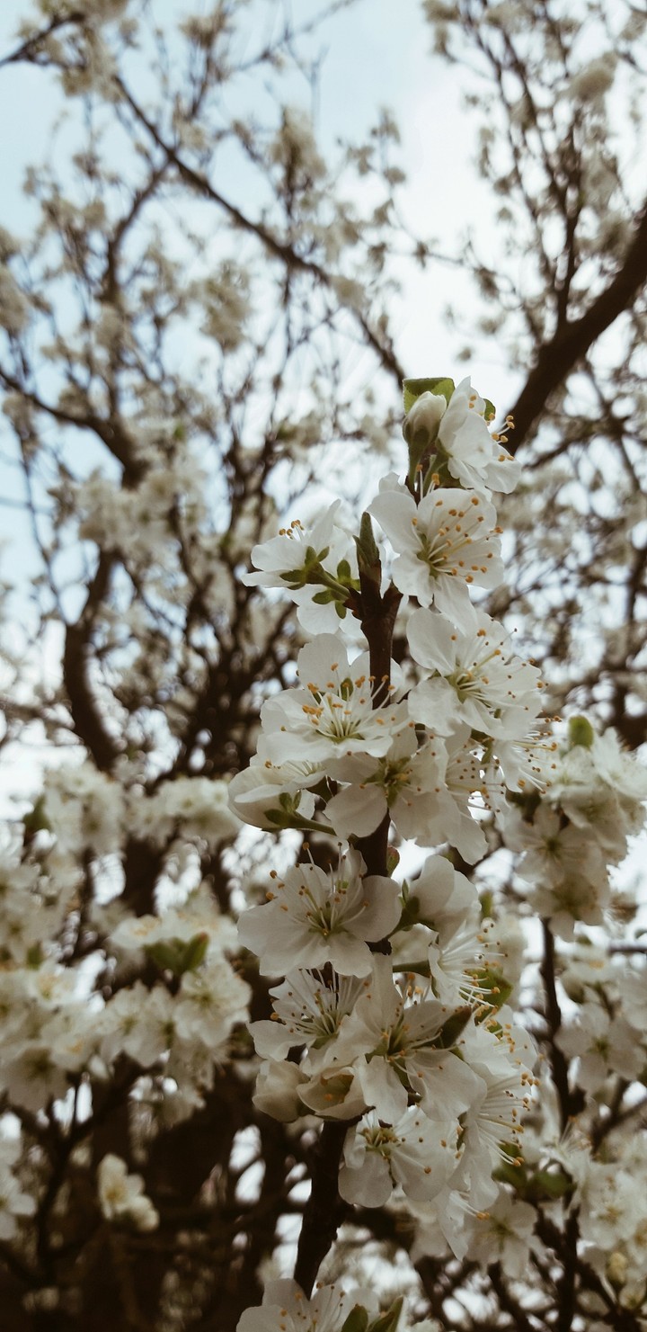 #plumtree