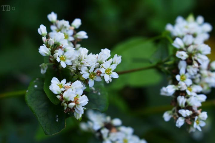 white blossom