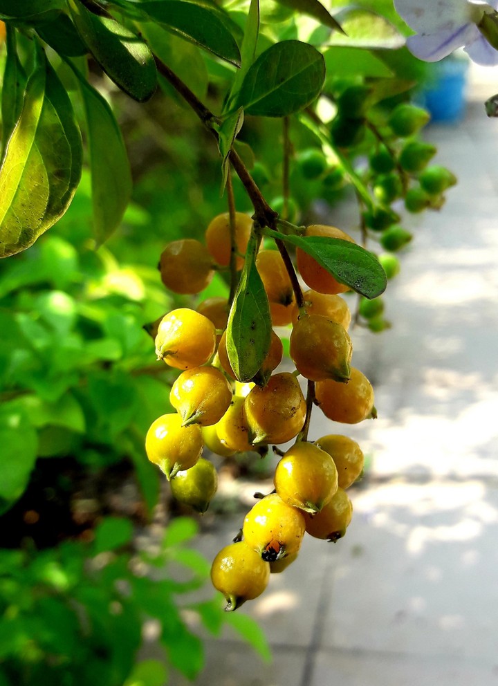 Duranta fruit