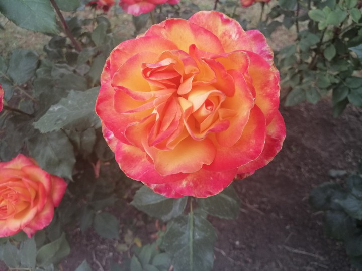 roses