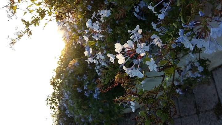 Light through flowers