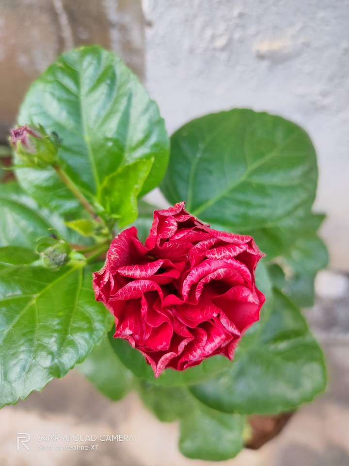 hibiscus