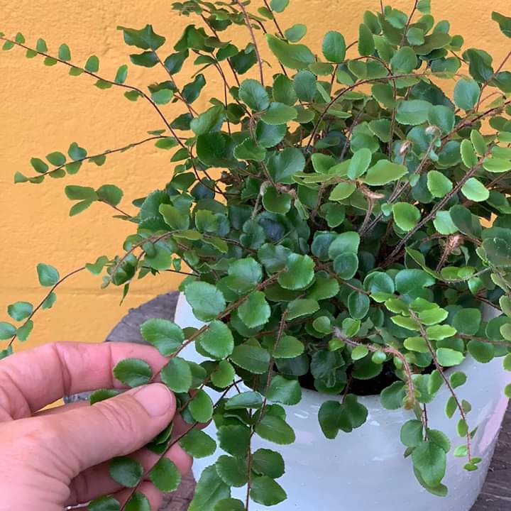 plant