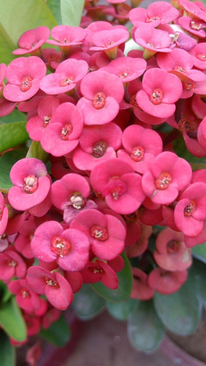 Magical Pink