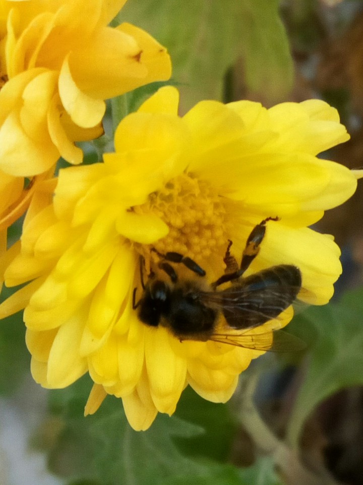 nice bee