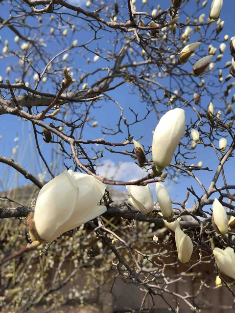 목련