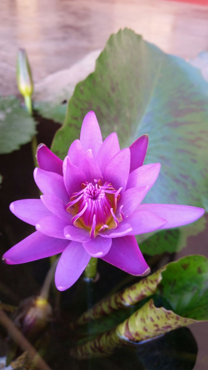 Purple bloom