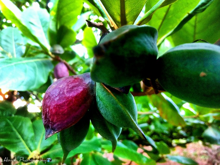 abnish_photography