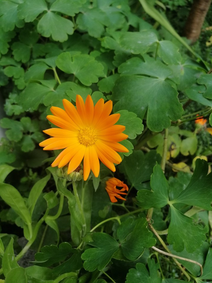 Orang