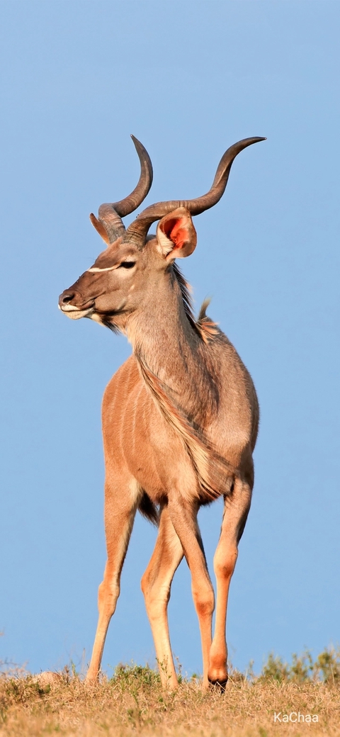 wallpaper hartebeest, kudu