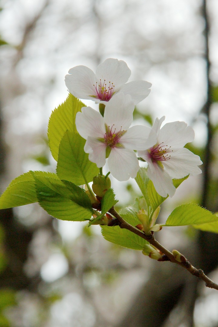 Sakura in High Park