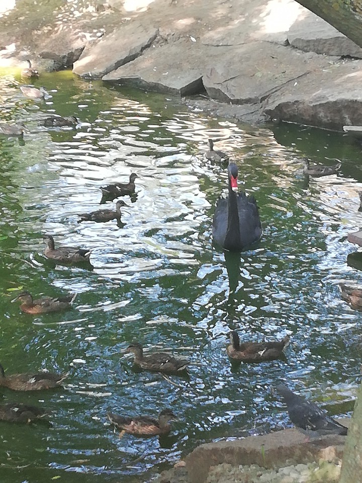 Beautiful birds