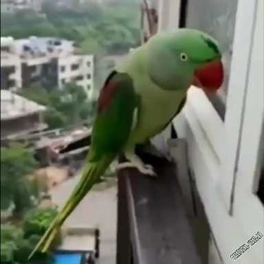 Хочу домой!