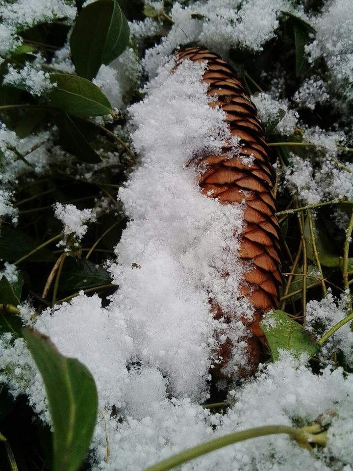 snow