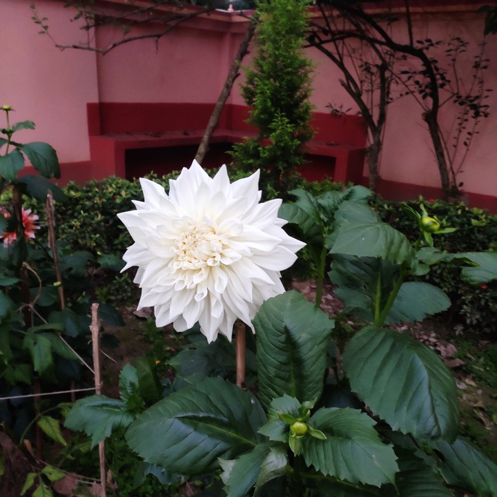dahlia flower