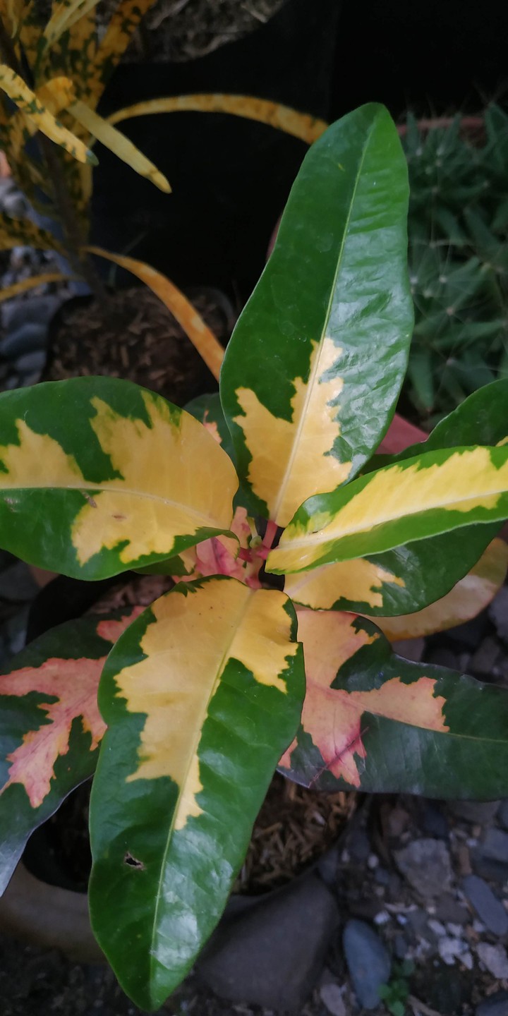 croton