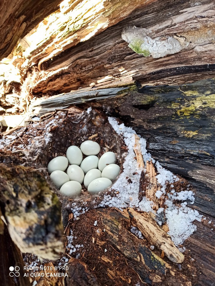 Duck's nest