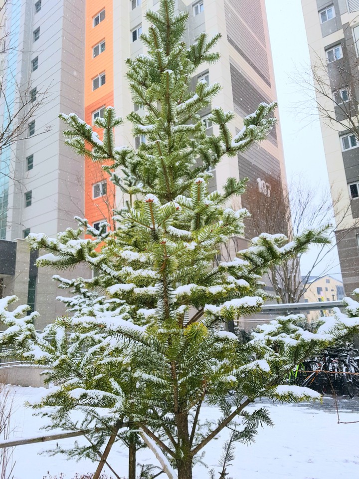 first snow