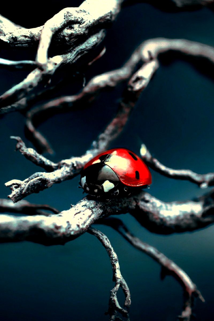 insects