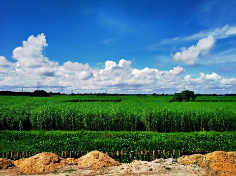 nature