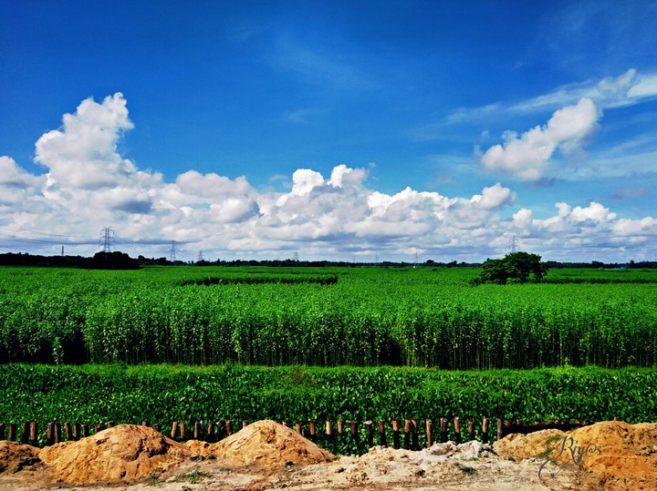 nature