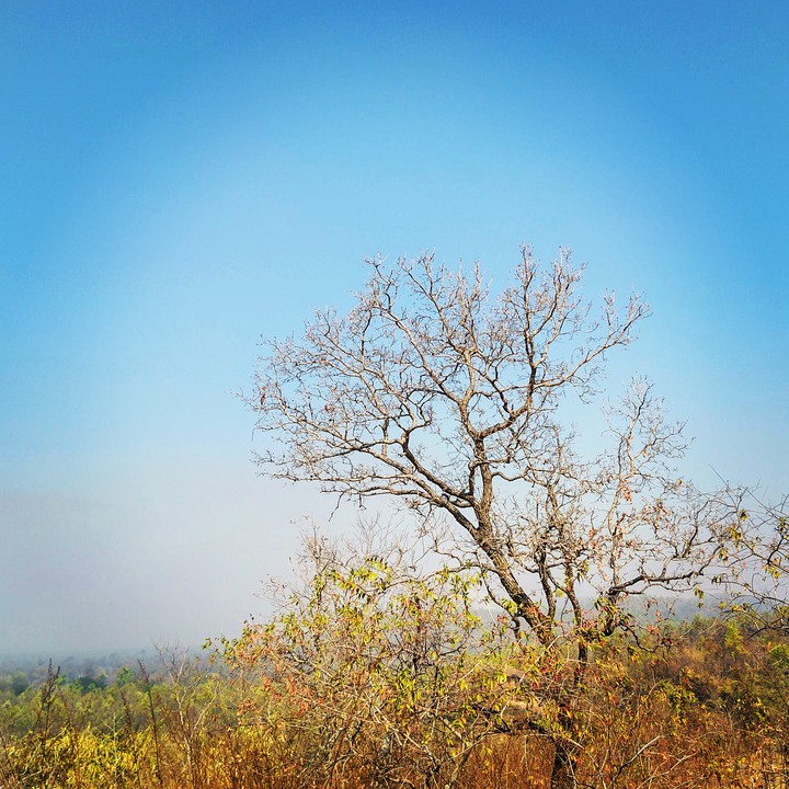 Nature