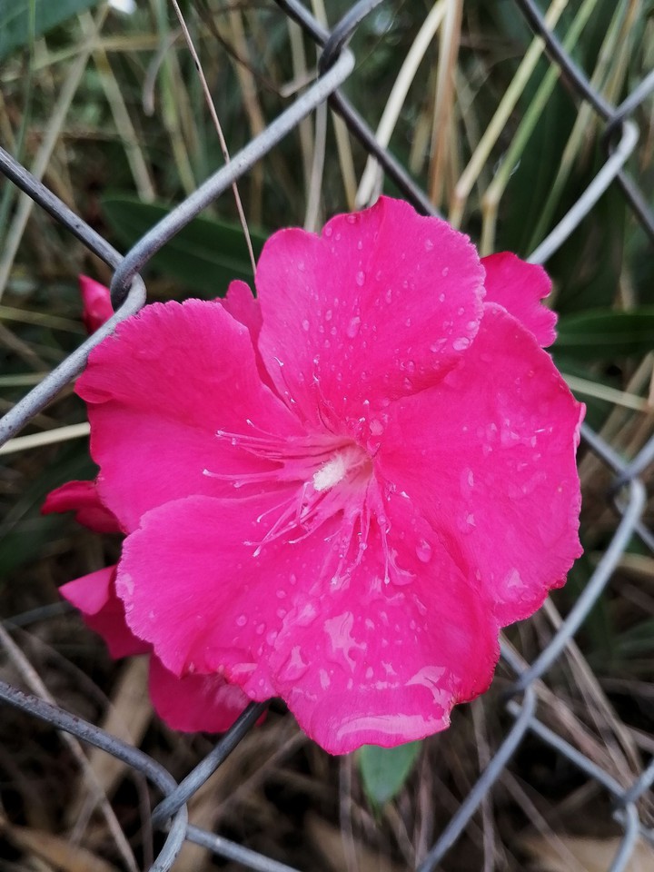 Drops of water
